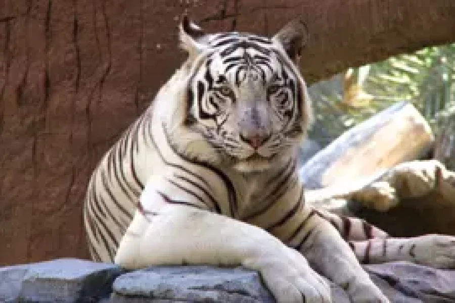 Abu Dhabi Emirates Park Zoo – General Admission