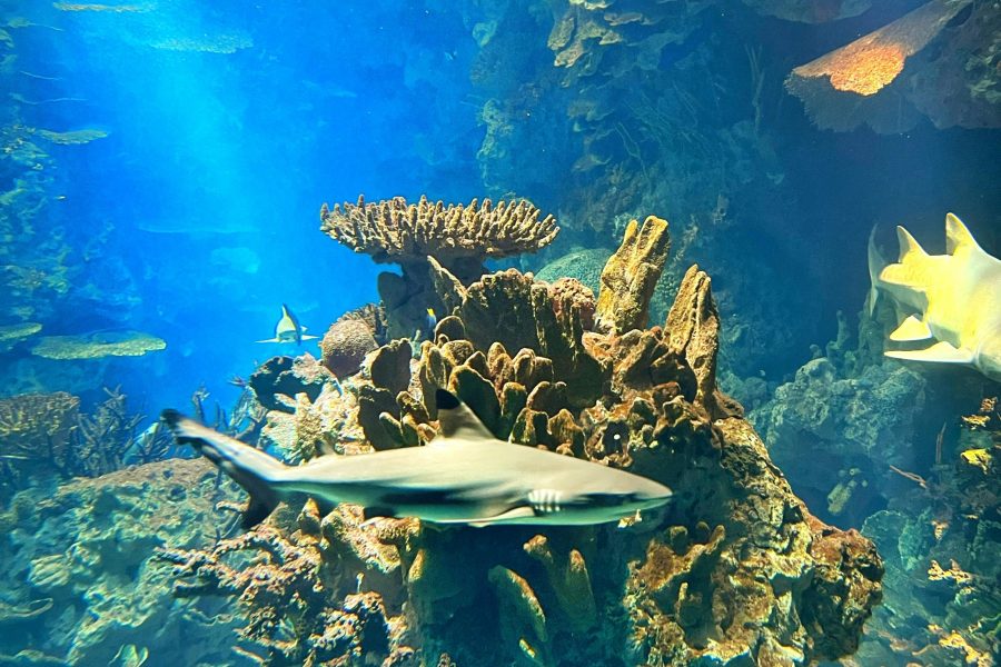 Aquarium and Underwater Zoo at the Dubai Mall